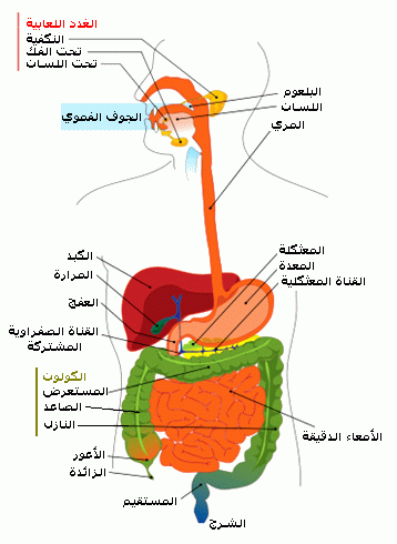 لعاب الفم له دور بلون الوجه