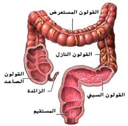 الفرق بين القولون والقولون العصبي