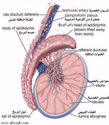 خصية يسرى بول