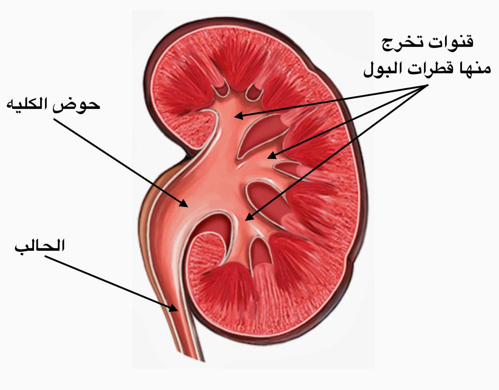 نتائج كثرة تاجيل التبول