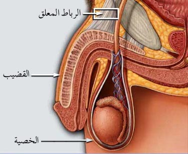 بقاء الودي في القضيب