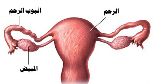 كيف اعرف ان مبايضي سليمه