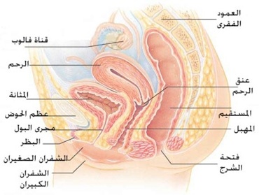 ماهو الفرج