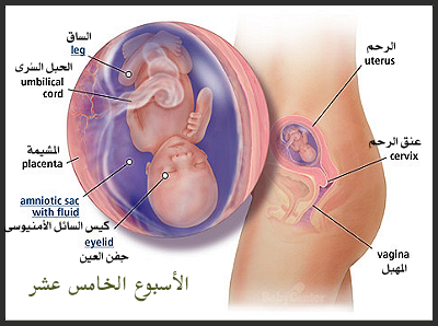 اعراض الحمل المؤكد