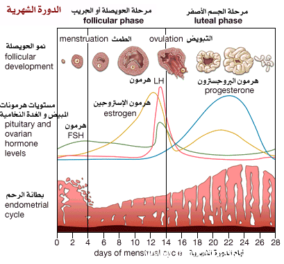 مراحل تكون الجنين مصورة