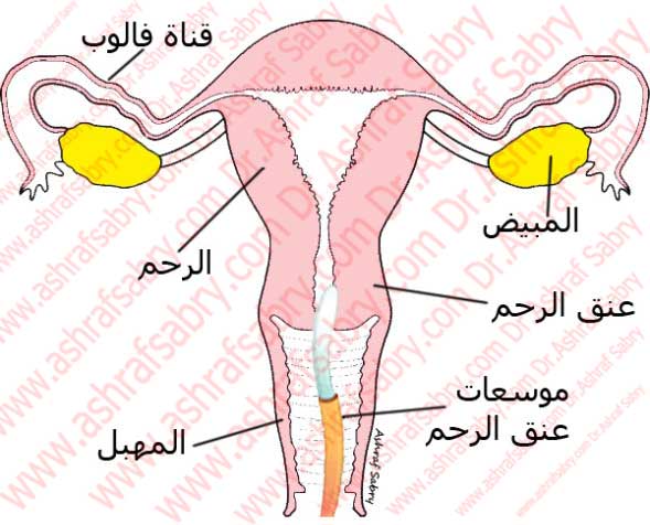 اسرع طريقة لفتح عنق الرحم