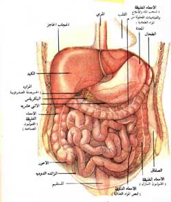 اعراض غازات البطن