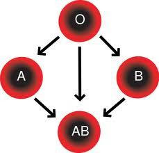 فصيلة الدم ab موجب