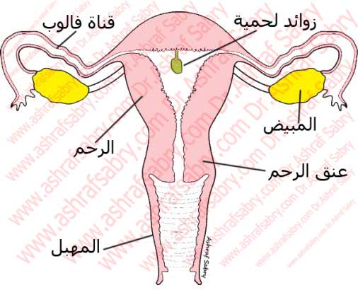 ما هي لحمية الرحم