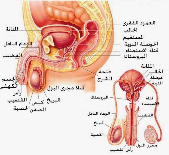 الفرق بين التهاب البروستاتا والاحتقان