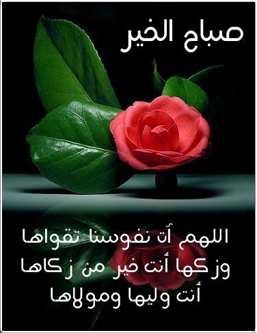 شعر عن الصباح