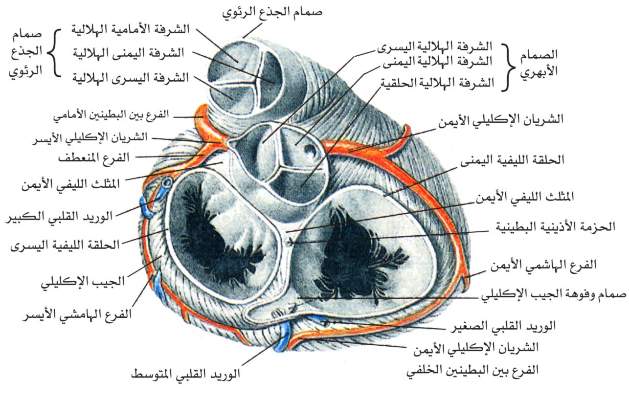 اعراض تهدل الصمام الاكليلي