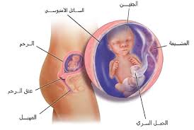 سبب الم الظهر للمراة الحامل في الشهر السابع