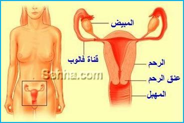 افرازات المهبل