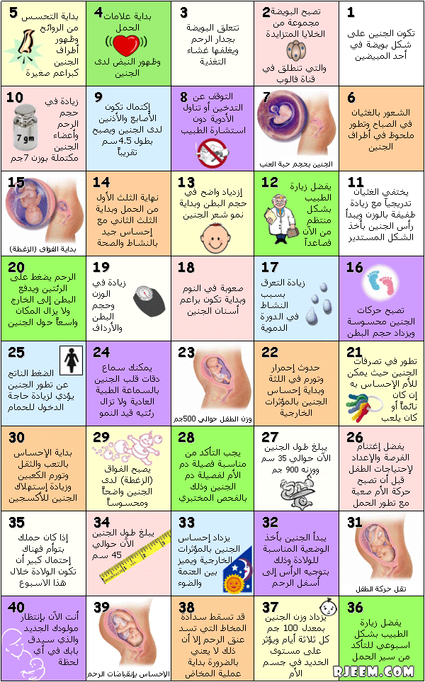 كم عدد اشهر الحمل