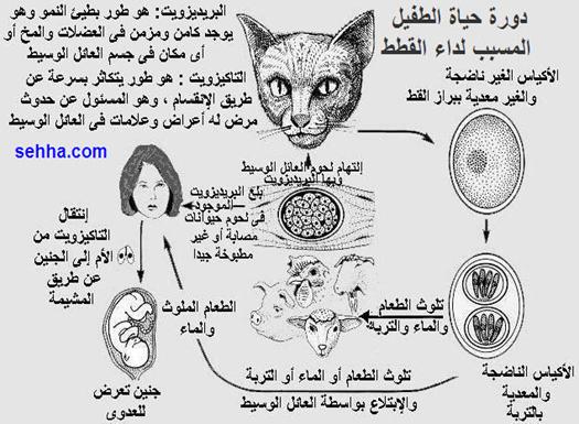 ضعف شديد فى صحة القطة