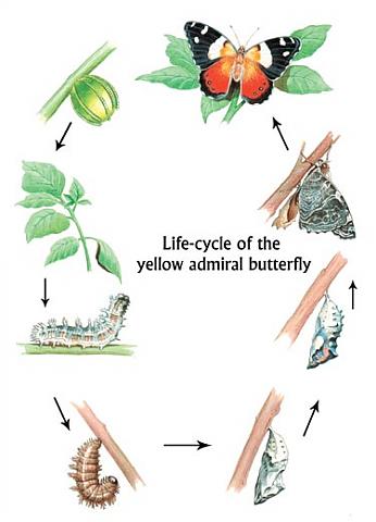 الفراشة مراحل دورة حياة دورة حياة