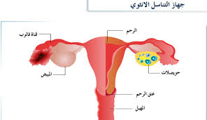 صناعة الجهاز التناسلي الانثوي