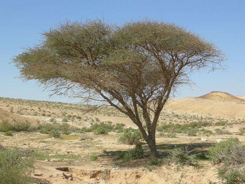 فوائد ثمار شجرة السنط