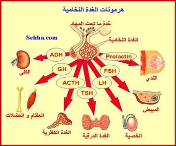 ماهي اسباب ارتفاع هرمون الحليب