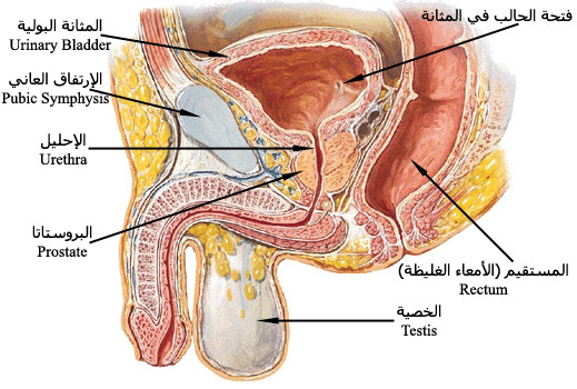 الم في الذكر عند التبول