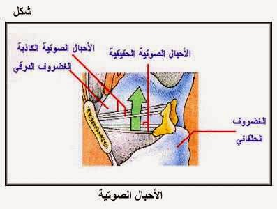 بحة الصوت و الزبيب