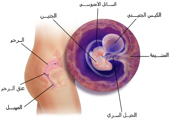 تكوين الجنين فى الشهر الاول