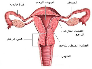 هل عشرة ايام من الدورة يحدث وحم و على ماذا يدل