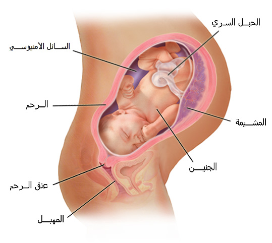 كيف يكون الجنين في الشهر التاسع