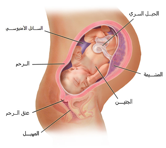 التاسع الشهر اعراض في الطلق الولادة في