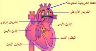 علاج عضلات ضعف القلب 20160914 2931 1 310x165