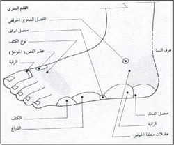 الرجل الايسر