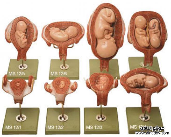 مراحل تطور الجنين شهر بشهر اجمل جديد