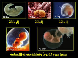 صور الجنين بعمر شهر