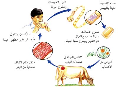 الوقاية من الدودة الشريطية