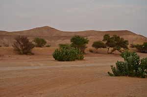 كم مساحة الرياض