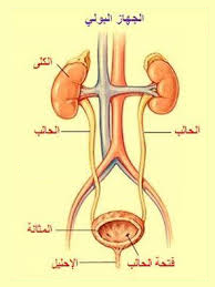 علاج حرقان المثانه بالاعشاب