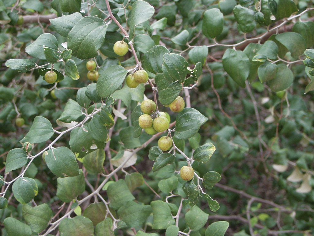 عشبة السدر