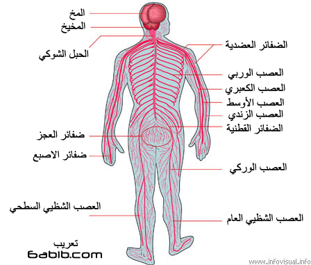 الجهاز العصبي تعريف